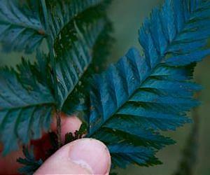 Dry leaves make for juicy science