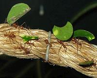 How plants evolved to make ants their servants