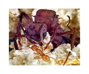 Ant queens lay more eggs as they age