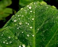 Leaf-mimicking device harnesses light to purify water