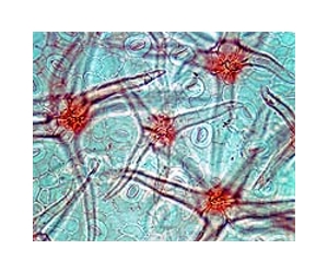Model Explains Rapid Transition Toward Division Of Labor In Biological Evolution