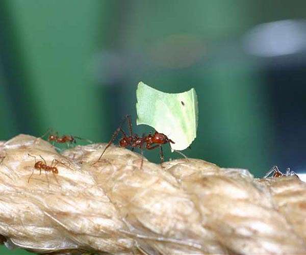 Ants are skilled farmers: They have solved a problem that we humans have yet to