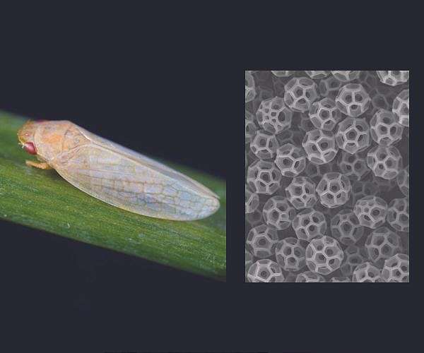 Solar powered leaf shows path to defossilised chemical industry