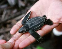 Wildlife Could Get Relief From US Supreme Court In Global Warming Case