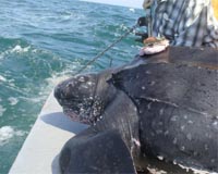 First-Ever Free-Swimming Leatherback Turtles In New England Tagged