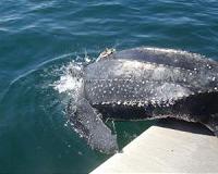 Tracking sea turtles across hundreds of miles of open ocean