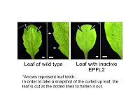 Unlocking the mystery on how plant leaves grow their teeth