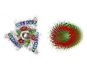 Penn Researchers Help Nanoscale Engineers Choose Self-Assembling Proteins