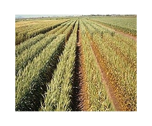 Growing threat of wheat rust epidemics worldwide