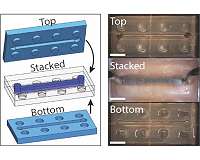 Dynamic hydrogel used to make 'soft robot' components and LEGO-like building blocks