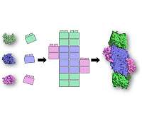 Rutgers scientists discover 'Legos of life'