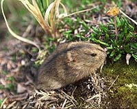 Will Lemmings Fall Off Climate Change Cliff