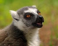 Lemurs use toxic millipedes to treat, prevent parasites