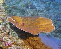 Surprising growth rates discovered in world's deepest photosynthetic corals