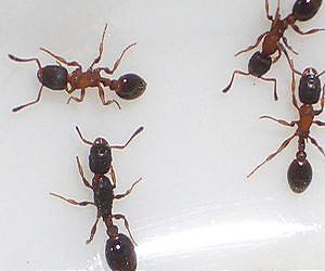 A search engine for social networks based on the behavior of ants