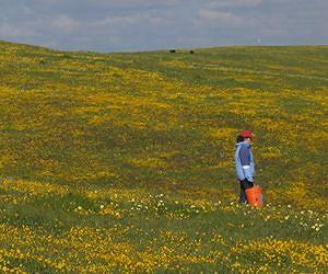 Ecosystem Effects of Biodiversity Loss Rival Climate Change and Pollution