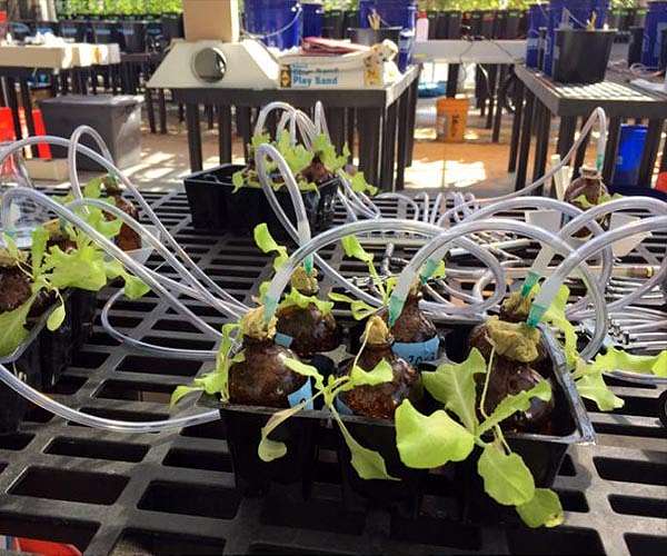 Measuring carbon nanotubes taken up by plants