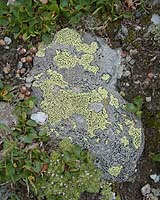 Latching Onto Lichen