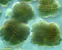Carbonics Acquires Rights To Algae Bioreactor Technologies