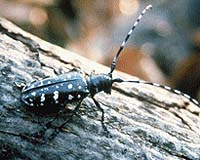 NASA Tracks Impact Of Trees And Insects On Carbon Dioxide Levels