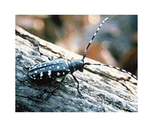 Asian Long-Horned Beetle eradicated from Canada: govt