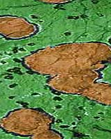 DoE Funds Bio Processes To Sequester Carbon