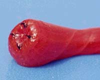 Bloodworm With Copper Based Skelton Offers Insight Into New Materials