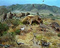 UF Researcher: Global Warming Dramatically Changed Ancient Forests