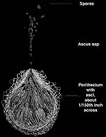 Corn Fungus Is Nature's Master Blaster