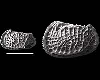 Evolution Doesn't Always Favor Bigger Animals