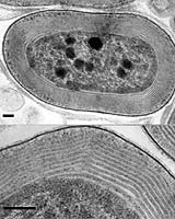 Scientists Discover Unique Microbe In California's Largest Lake