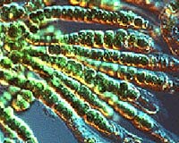 Drugs From The Deep Blue