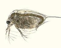 Reservoirs May Accelerate Spread Of Invasive Aquatic Species