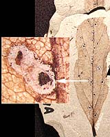 Fossil Patagonian Plants Show High Insect Feeding Diversity 52M Years Ago