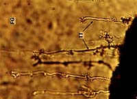 Researchers Find Glass-Eating Microbes at the Rock Bottom on Food Chain