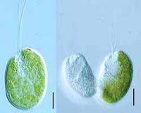 New Tree Of Life Allows A Closer Look At Origin Of Species