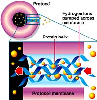 How Pumping Ions Gave Early Cells A Boost