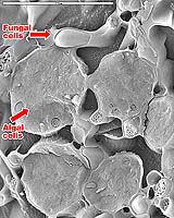 Lichen Survives In Space