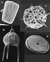 Understanding Oceanic Microbes Critical To Understanding Future Of Earth