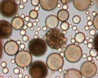 Renewed World Energies Introduces Innovative Microalgae Production Facility