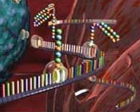 MicroRNAs Have Shaped The Evolution Of The Majority Of Mammalian Genes
