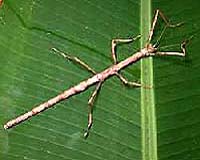 Evo-Devo Biology Tackles Evolutionary History's Unanswered Questions