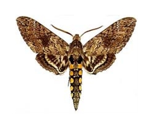 Fossil moths show their true colors
