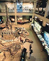 Museums Prepare For Creationist Visitors