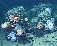 Nurseries In The Deep Sea
