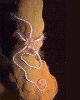 Asexual Cloning By Some Marine Invertebrate Larvae Not Overly Rare