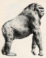 It's King Kong... Well Almost