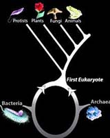 Ring Of Life