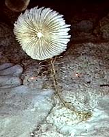 Creeping Crinoids! Sea Lilies Crawl To Escape Predators, Video Shows