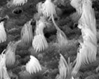 NASA Enables Scientists To Work Together While Miles Apart